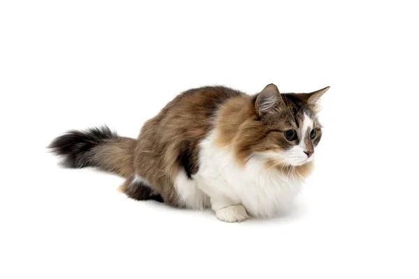 Krásný nadýchaný kočka izolovaných na bílém pozadí — Stock fotografie