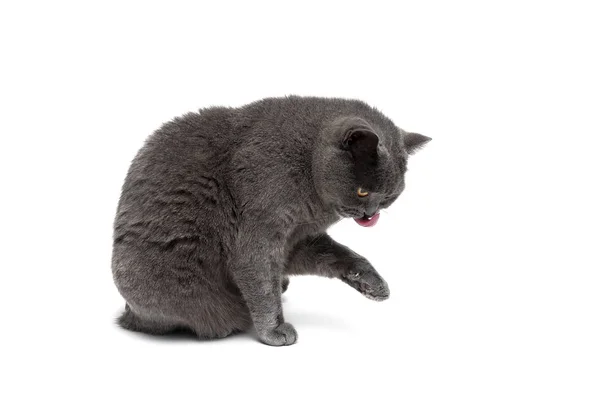 Volwassen kat vergadering geïsoleerd op witte achtergrond — Stockfoto