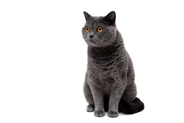 Красивый взрослый кот с желтыми глазами на белом фоне — стоковое фото