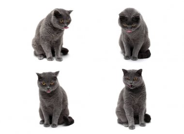 İskoç doğurmak beyaz arka plan üzerinde izole kedi