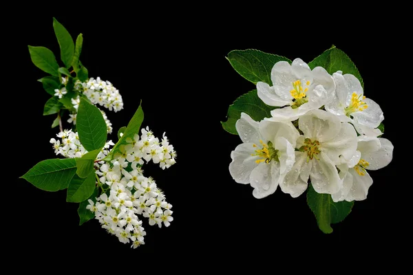 Flowers of lilac and apple trees on a black background — Stock Photo, Image