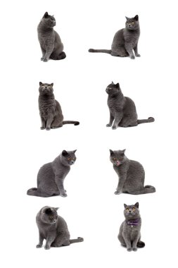 Gri kedi beyaz arkaplanda izole edildi