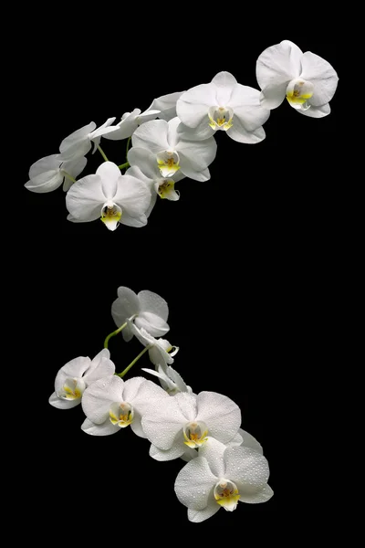 Blooming white orchid isolated on black background — Stock Photo, Image