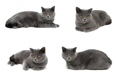 kedi sarı gözlü beyaz bir arka plan üzerinde yalan