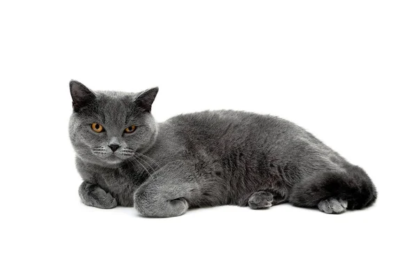 Gatto adulto grigio isolato su sfondo bianco — Foto Stock