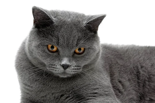 Retrato de un gato adulto sobre un fondo blanco —  Fotos de Stock