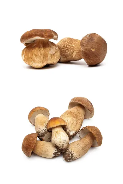 白色背景下分离的森林蘑菇 — 图库照片