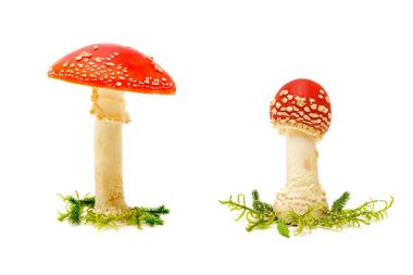 Sinek agaric veya beyaz bir arka plan üzerinde sinek Amanita mantar