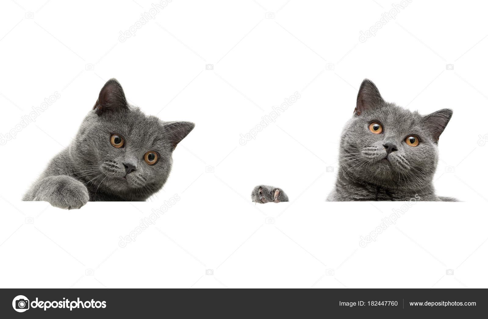 白地に灰色の猫は白い旗の後ろに座っています ストック写真 C Evgenyil 白地に灰色の猫は白い旗の後ろに座っています ストック写真 C Evgenyil
