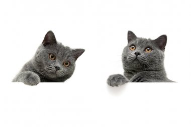 kedi beyaz zemin üzerine sarı gözlü beyaz b oturuyor