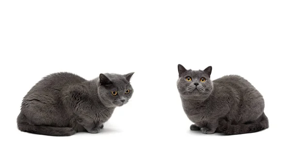 Chats gris isolés sur fond blanc — Photo