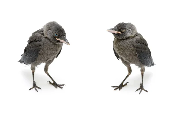 Jackdaw gris pájaro aislado sobre fondo blanco —  Fotos de Stock