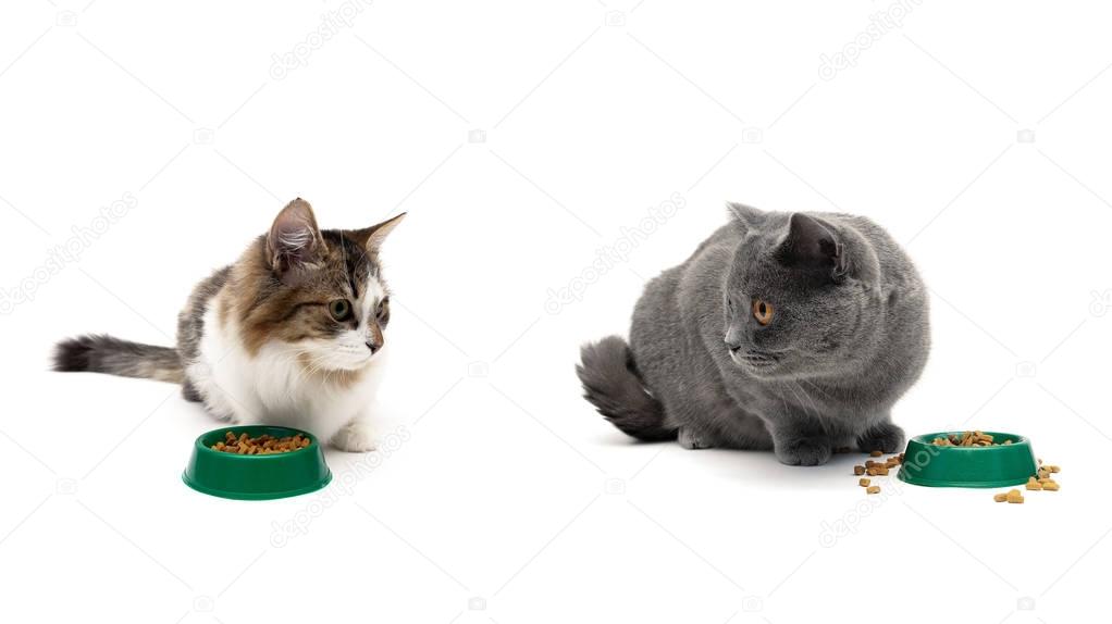 cats eat dry food on a white background