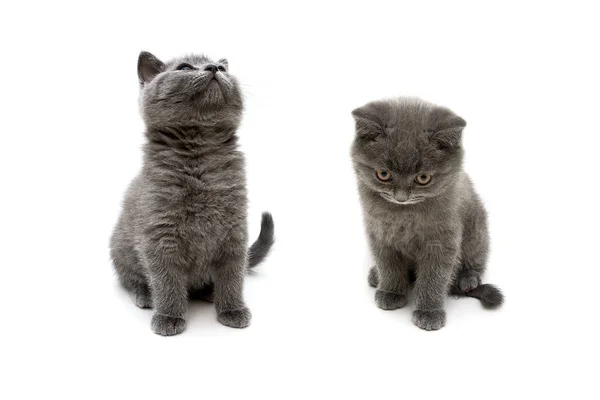 Gatitos grises esponjosos sobre fondo blanco —  Fotos de Stock