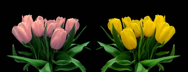 Buquês de tulipas isoladas em um fundo preto — Fotografia de Stock