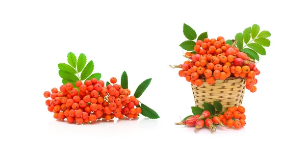 Berries of red mountain ash and dog rose on white background — Stock Photo, Image