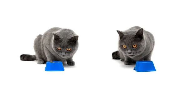 Krásná šedá kočka sedící u misky s jídlem — Stock fotografie