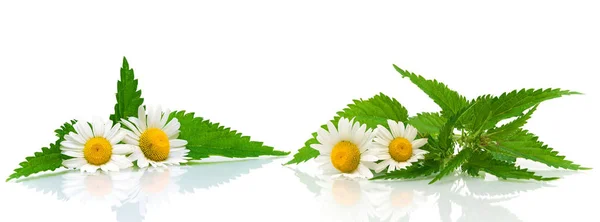 Flowers of chamomile and nettle leaves on white background — Stock Photo, Image