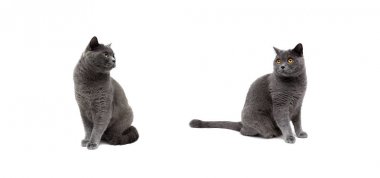 Beyaz bir arka planda Gri kedi