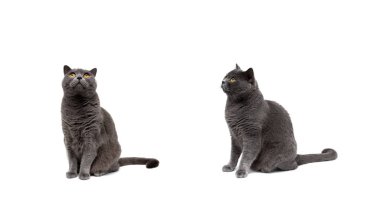 Beyaz bir arka plan üzerinde izole sarı gözlü kedi