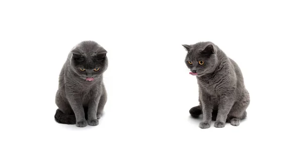 Gato da raça escocesa isolado no fundo branco — Fotografia de Stock