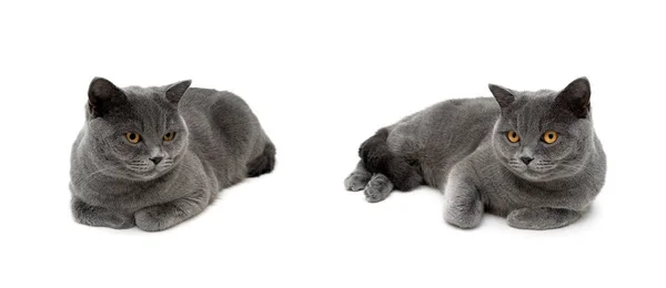 Chats gris sont couchés sur un fond blanc — Photo