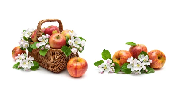 Maçãs e flores de macieira em uma cesta em um fundo branco . — Fotografia de Stock