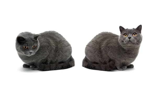 Dos gatos con ojos amarillos aislados sobre fondo blanco — Foto de Stock