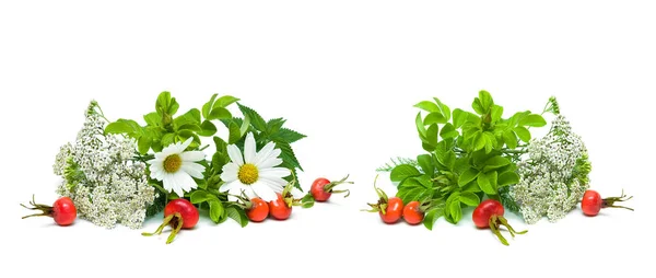 Herbs and berries of wild rose isolated on white background — Stock Photo, Image