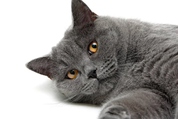 Szürke macska sárga szemekkel — Stock Fotó
