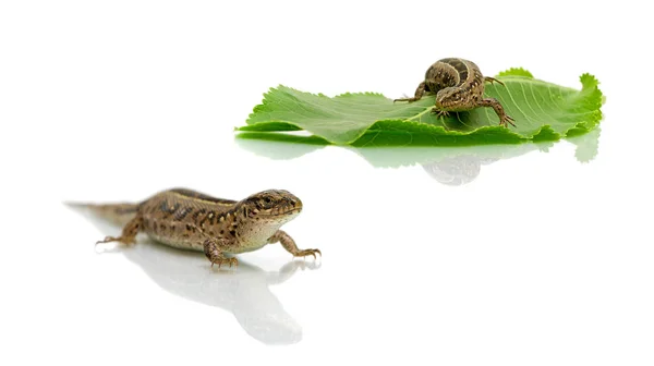 Lagarto sobre fondo blanco — Foto de Stock