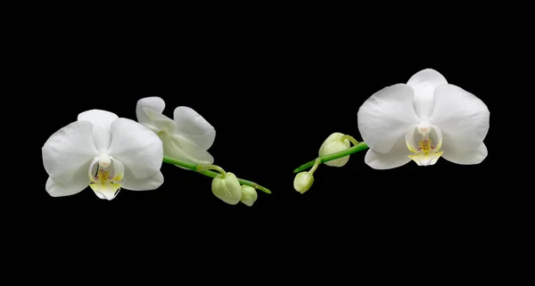검은 배경에 하얀 난초 꽃이 핀다 — 스톡 사진