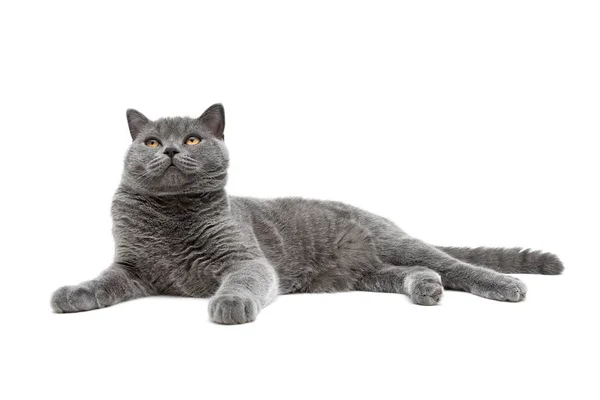 Gray cat breed scottish-straight isolated on white background Stock Image
