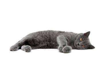 kedi doğurmak İskoç-düz üzerinde beyaz arka plan
