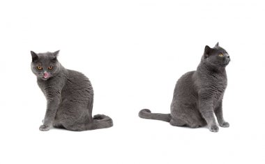 Sarı gözlü beyaz bir arka plan üzerinde oturan kedi