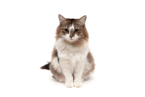 Gato esponjoso aislado sobre un fondo blanco — Foto de Stock