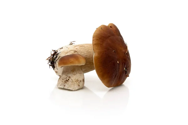 Champignons forestiers sur fond blanc — Photo