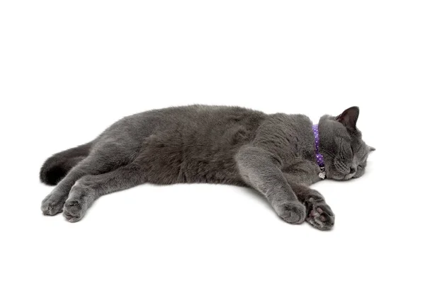 Γάτα με μοβ κολάρο σε λευκό φόντο — Φωτογραφία Αρχείου