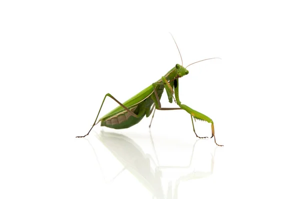 Mantis close-up em um fundo branco — Fotografia de Stock