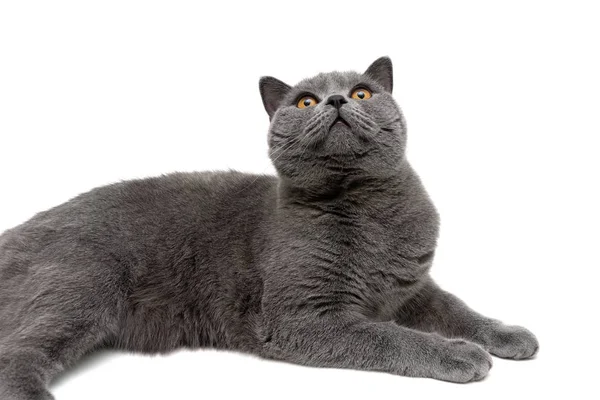 Krásná šedá kočka close-up na bílém pozadí — Stock fotografie