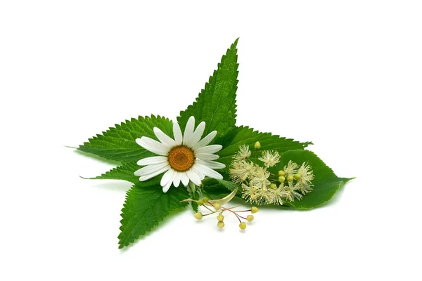Manzanilla, hojas de ortiga y flores de lima sobre un fondo blanco —  Fotos de Stock