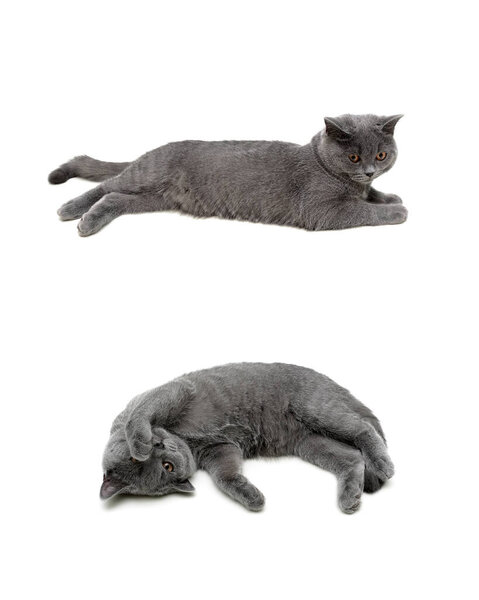 gray cat lying on a white background. Vertical photo.
