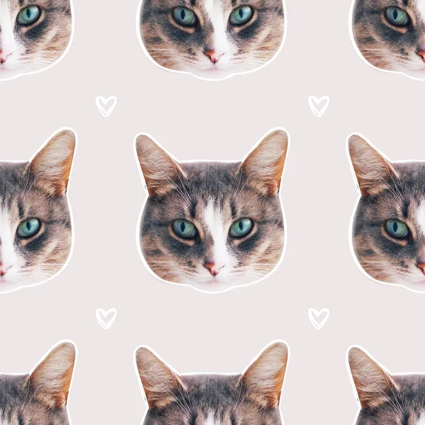猫顔のシームレス パターン — ストック写真