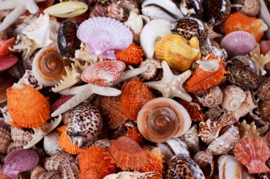Bir sürü renkli deniz kabuğu ve deniz yıldızı bir arada.