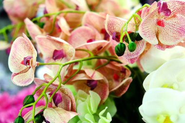 güneş ışığı altında arka plan güzel çiçekler