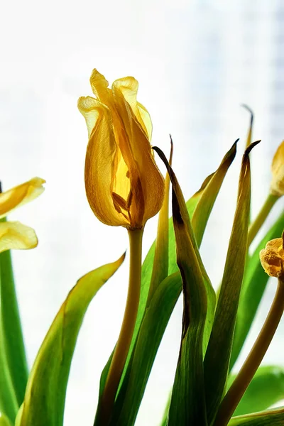 Сушеные желтые тюльпаны — стоковое фото