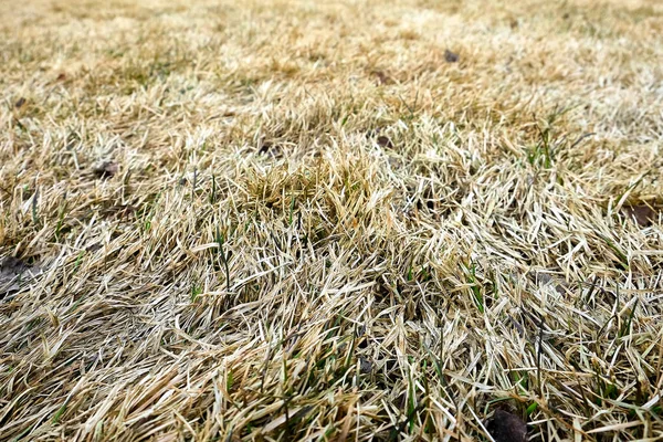 Gedroogd vergeelde gras — Stockfoto