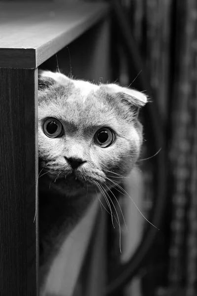 Bellissimo ritratto di un gatto pieghevole scozzese — Foto Stock
