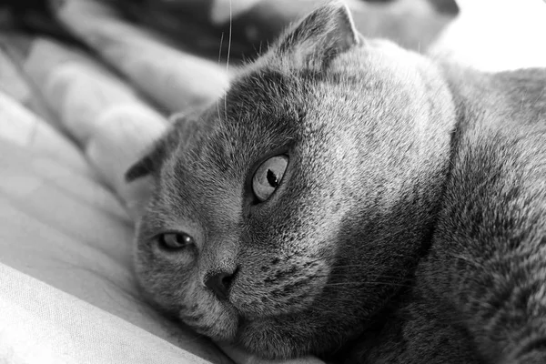 Beautiful portrait of a Scottish fold cat — Stock Photo, Image
