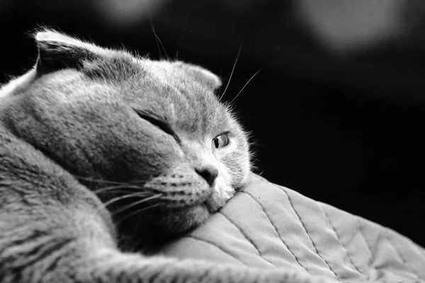 Krásný portrét skotské skládací kočky — Stock fotografie